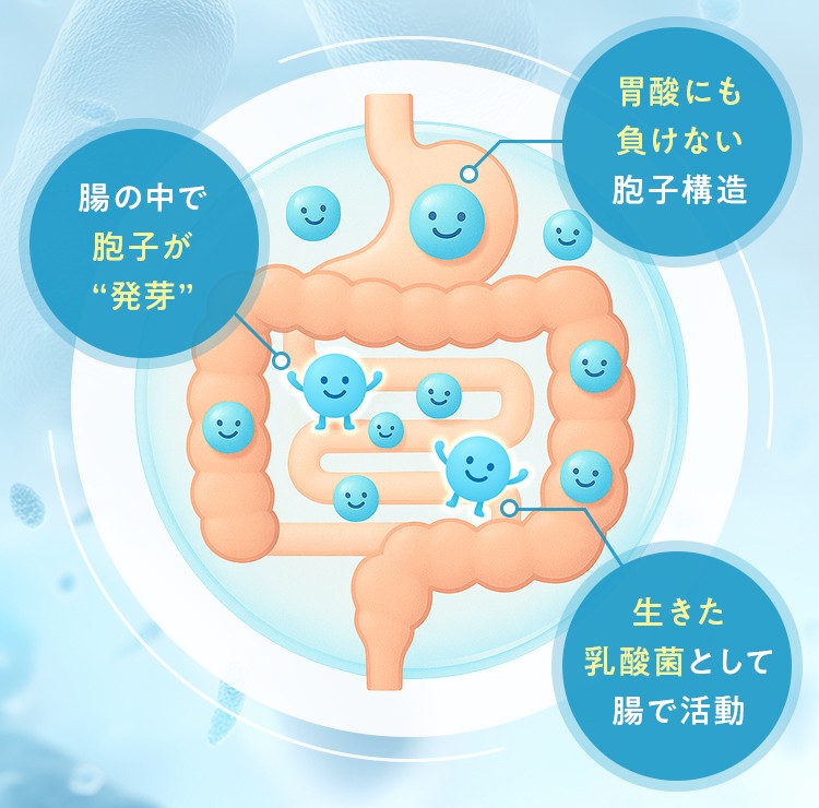 有胞子性乳酸菌が生きたまま腸まで届く仕組みを説明している画像