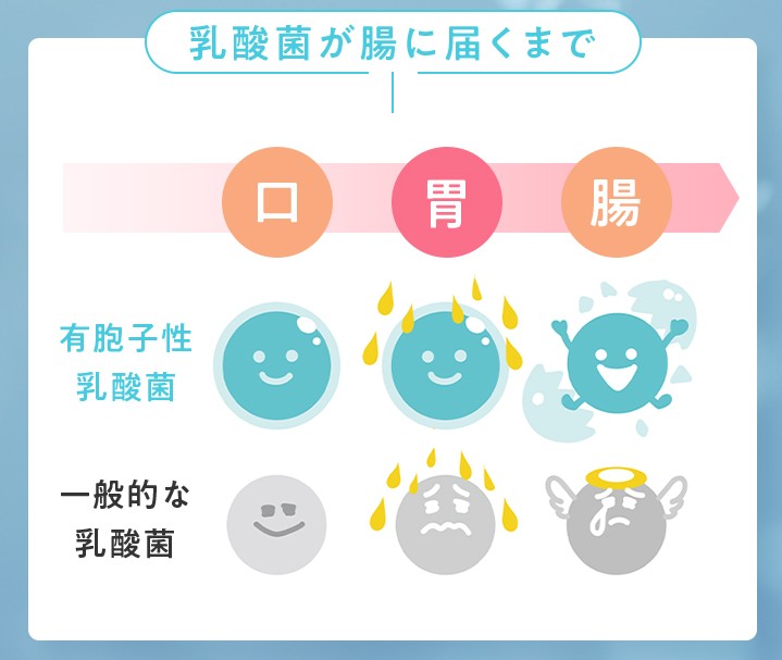 有胞子性乳酸菌と一般的な乳酸菌が腸に届くまでの比較画像